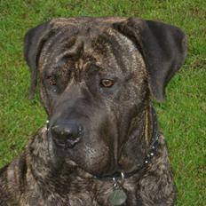 Dogo canario sofus R.I.P