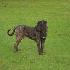 Dogo canario sofus R.I.P