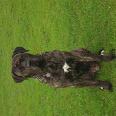 Dogo canario sofus R.I.P