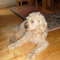 Blanding af racer Fister (Bobby)