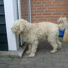 Blanding af racer Fister (Bobby)