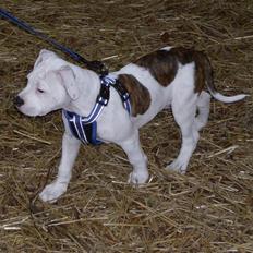 Amerikansk bulldog kettners ferdinand