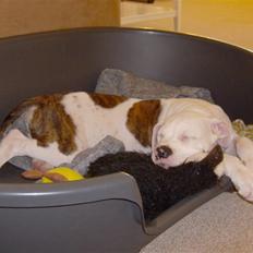 Amerikansk bulldog kettners ferdinand