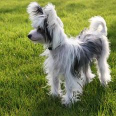 Chinese crested powder puff mini
