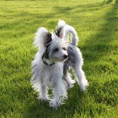 Chinese crested powder puff mini