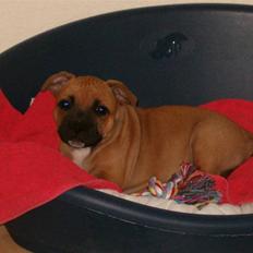 Staffordshire bull terrier Solo