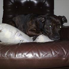 Blanding af racer Basse