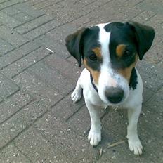 Jack russell terrier bibi