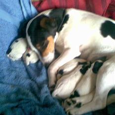 Jack russell terrier bibi