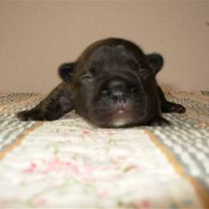 Fransk bulldog lui-aimees enzo = victor