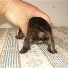 Fransk bulldog lui-aimees enzo = victor