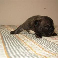 Fransk bulldog lui-aimees enzo = victor