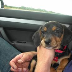 Blanding af racer Sussi