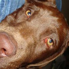 Labrador retriever Tyson