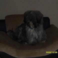 Lhasa apso Coco