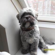 Lhasa apso Coco