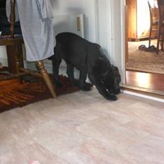 Blanding af racer Bella R.I.P