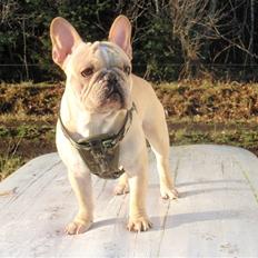 Fransk bulldog Felix