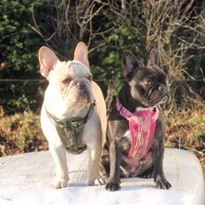 Fransk bulldog Felix