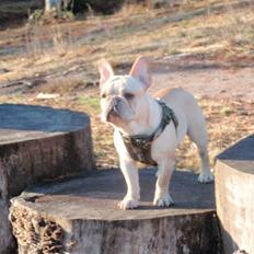 Fransk bulldog Felix