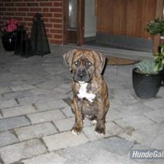Amerikansk staffordshire terrier Dollar