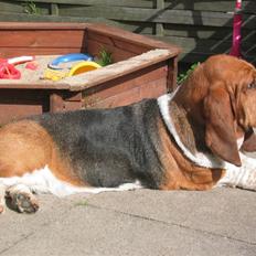 Basset hound Augusta