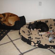 Amerikansk staffordshire terrier Cuda