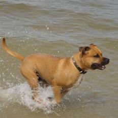 Amerikansk staffordshire terrier Cuda