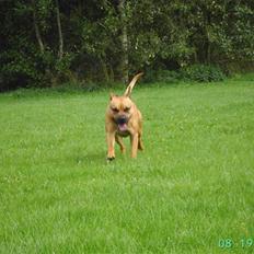Amerikansk staffordshire terrier Cuda