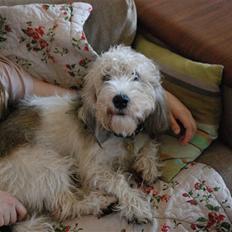 Petit basset griffon wendéen Indiana jones 