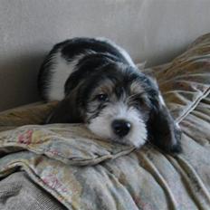 Petit basset griffon wendéen Indiana jones 