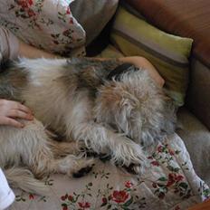 Petit basset griffon wendéen Indiana jones 