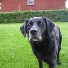 Blanding af racer Viktor