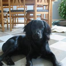 Cocker spaniel Eddie