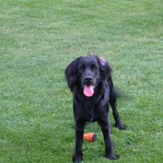 Cocker spaniel Eddie