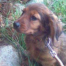 Gravhund Magnus