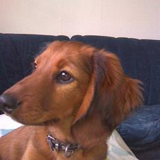 Gravhund Magnus