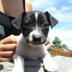 Dansk svensk gaardhund Kalo (Jinan´s Krumme)