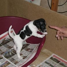 Dansk svensk gaardhund Kalo (Jinan´s Krumme)