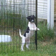 Dansk svensk gaardhund Kalo (Jinan´s Krumme)
