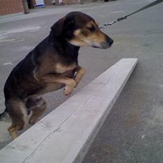 Blanding af racer basse