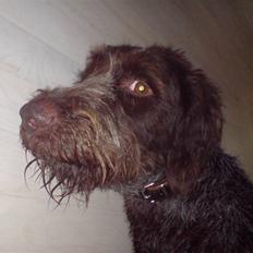 Ruhåret hønsehund Buller