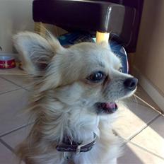 Chihuahua ¤*¨¨*¤.Morgan.¤*¨¨*¤