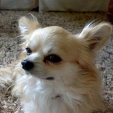 Chihuahua ¤*¨¨*¤.Morgan.¤*¨¨*¤