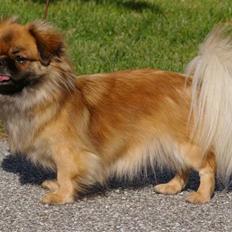Tibetansk spaniel Akela
