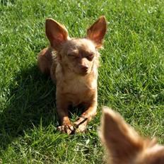 Prazsky krysarik Frida