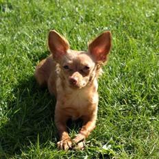 Prazsky krysarik Frida