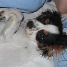 Cavalier king charles spaniel Sine