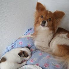 Papillon Lunden´s Cirkeline