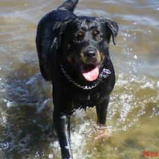Rottweiler Jilly